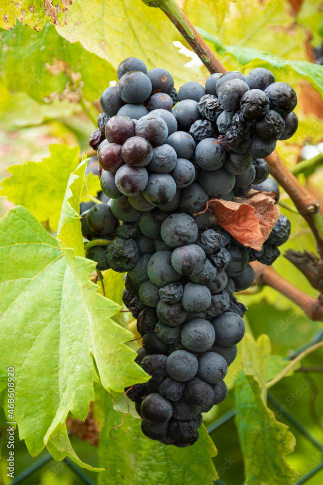 Bunches of ripe grapes growing through fence Bunches of ripe grapes growing through fence