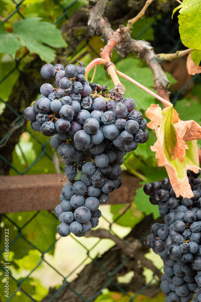 Bunches of ripe grapes growing through fence Bunches of ripe grapes growing through fence