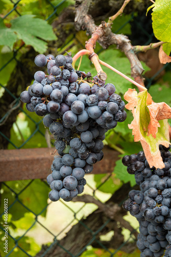 Wallpaper Mural Bunches of ripe grapes growing through fence Torontodigital.ca