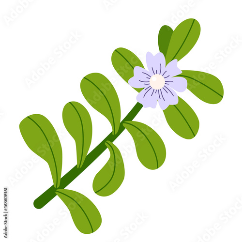 Bacopa plant with white purple flower and green leaves. Isolated drawing on white background. Flat vector illustration.