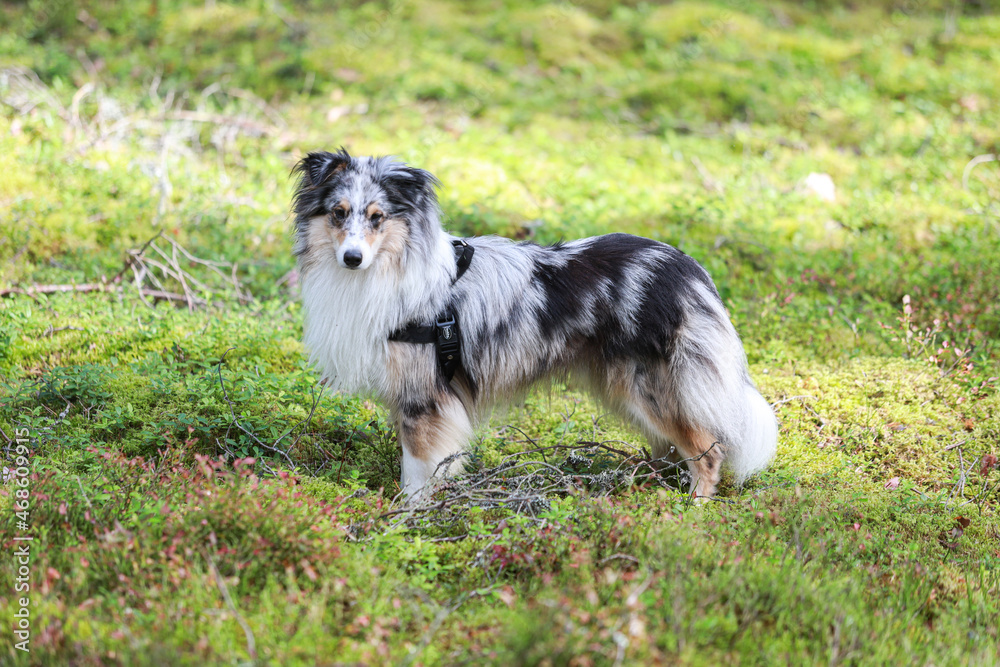 Blue merle shetland sheepdog standing in forest environment.