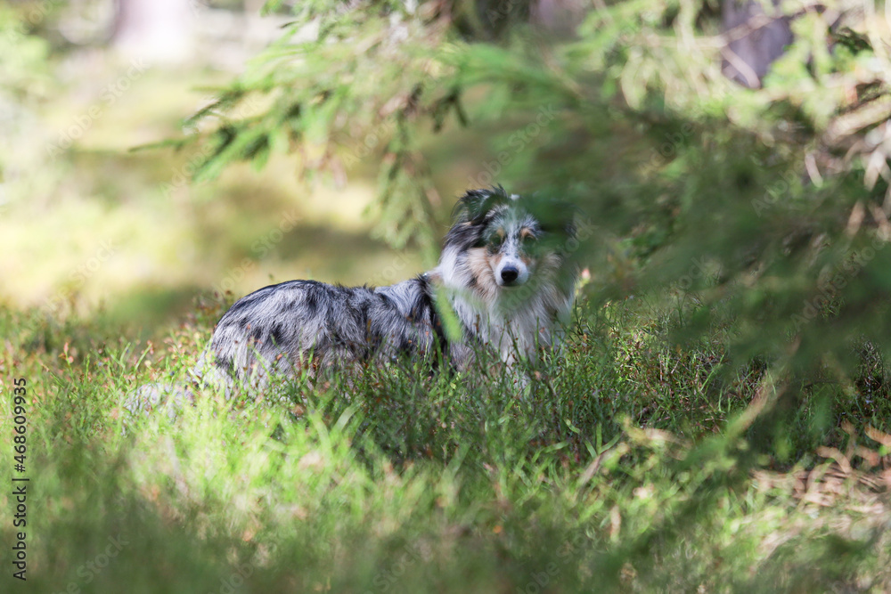 Blue merle shetland sheepdog standing in forest environment. Blue merle shetland sheepdog standing in forest environment.