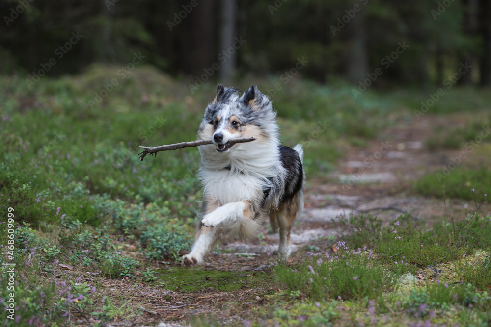 Blue merle shetland sheepdog running in forest with small wood stick in mouth.