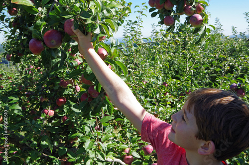 Young boy reaching to pick an apple from an apple tree at an apple orchard on a sunny day.