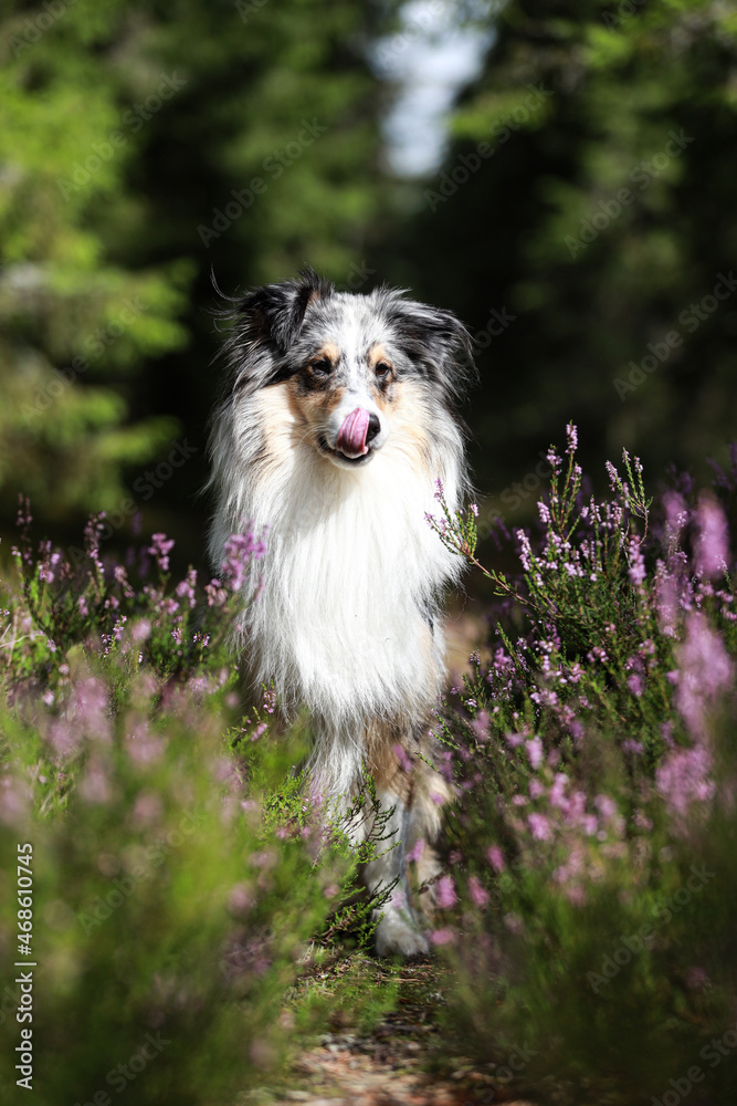 Beautiful tri color blue merle shetland  sheepdog sitting near blooming flowers and looking straight forward in camera.