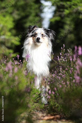 Beautiful tri color blue merle shetland sheepdog sitting near blooming flowers and looking straight forward in camera.