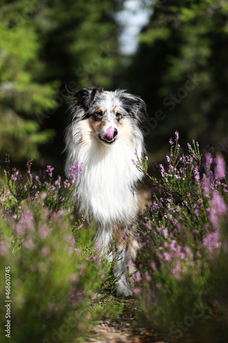 Beautiful tri color blue merle shetland sheepdog sitting near blooming flowers and looking straight forward in camera.