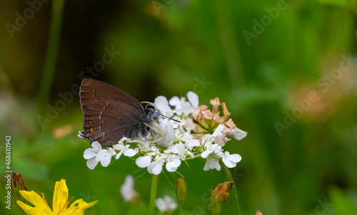brown butterfly on a hunted white flower, Satyrium ilicis