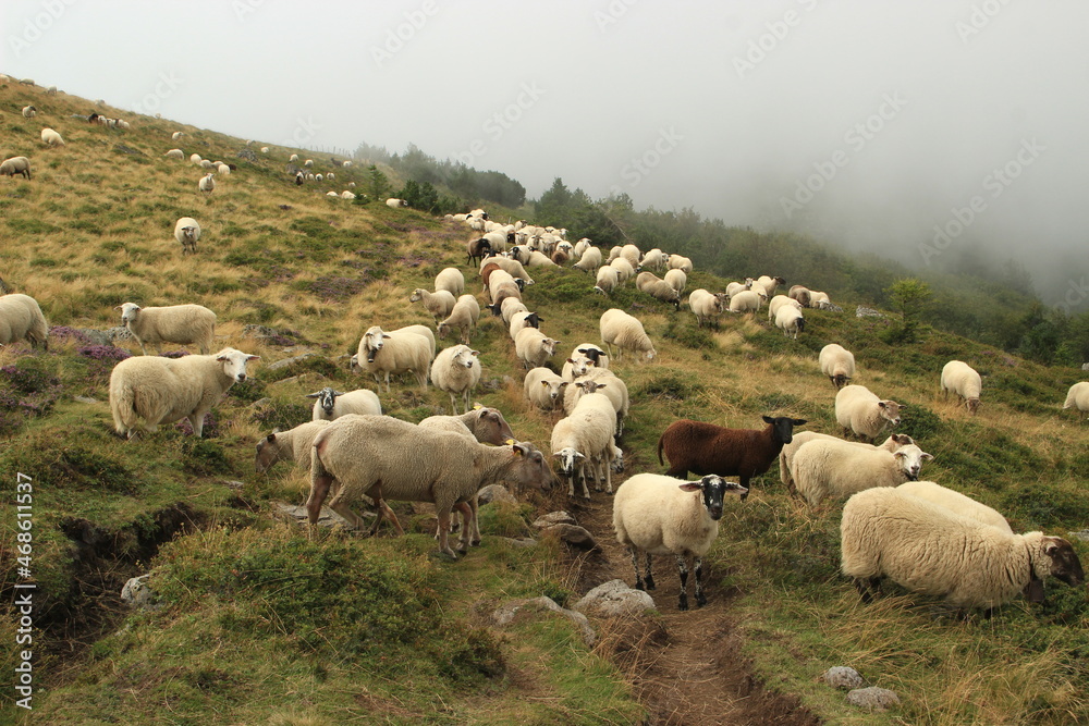 Fototapeta premium Troupeau de moutons en estive dans le brouillard