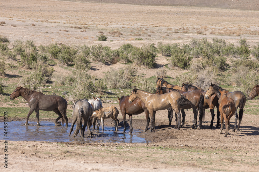Herd of Wild Horses at a Desert Waterhole in Utah Herd of Wild Horses at a Desert Waterhole in Utah