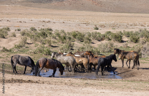 Herd of Wild Horses at a Desert Waterhole in Utah