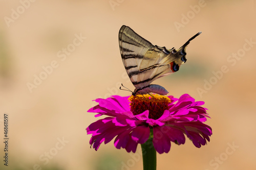 Fototapeta Naklejka Na Ścianę i Meble -  Iphiclides podalirius, Scarce swallowtail Butterfly, wings with large black stripes
