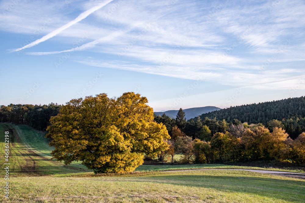 Herbstliche Landschaft mit gelbem Baum