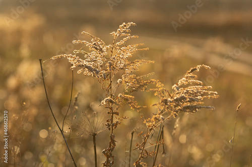 Beautiful fluffy dry plant at sunset. Details of autumn nature. The golden light illuminates the beautiful dry plant. Fluffy plant on a blurred natural background. © colorshadow