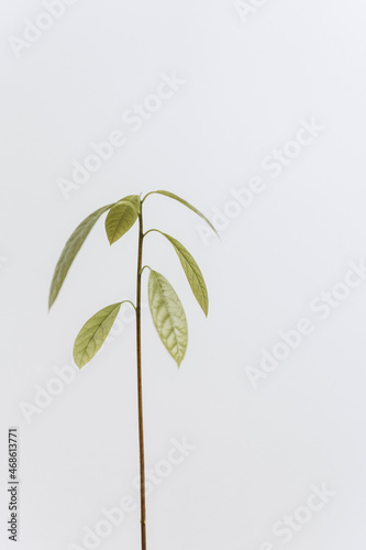 Young green avocado leaves on a neutral light background.Stylish minimalistic floral home interior concept.Vertically.copy space