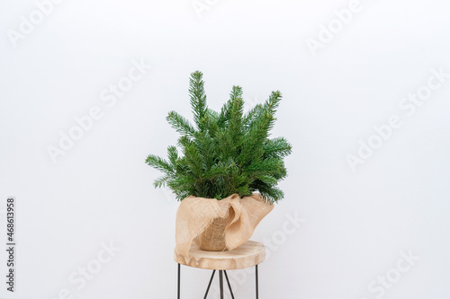 A bouquet of fresh spruce branches on a wooden stool on a white background. Minimalistic Christmas composition made of natural materials