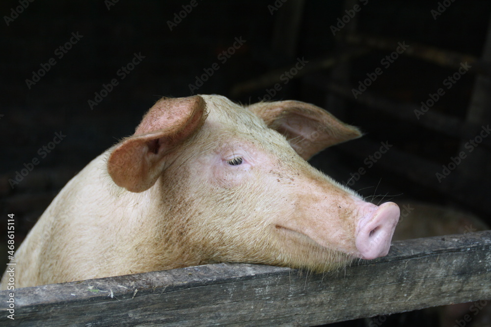 Fototapeta premium A pig with a kind expression.