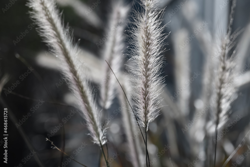closeup detail of white grass in soft light closeup detail of white grass in soft light