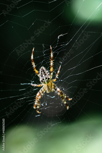Kreuzspinne in Spinnennetz sitzend vor schwarzem Hintergrund