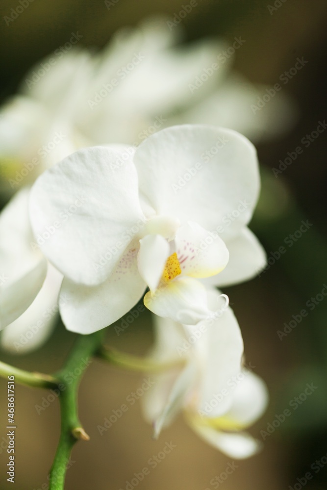 Selective Focus of White Orchids Selective Focus of White Orchids