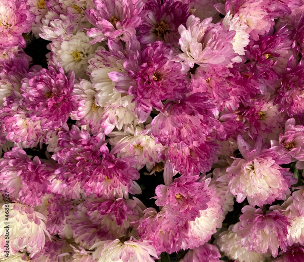 pink and white chrysanthemum