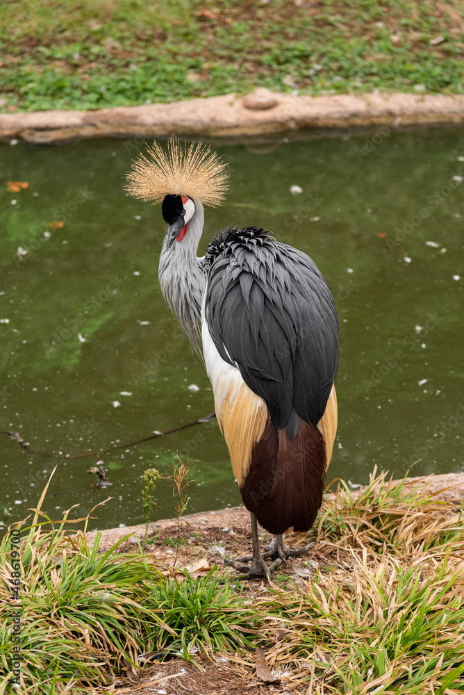 Fototapeta premium Gray crowned crane (Balearica Regulorum) in captivity on the bank of a pond in a zoo park.