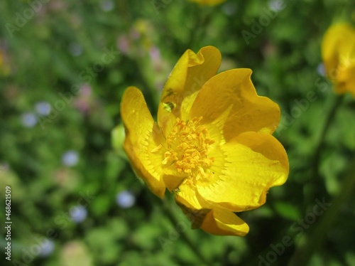 Gros plan d'une fleur jaune vif de renoncule rampante (Ranunculus repens).  photo