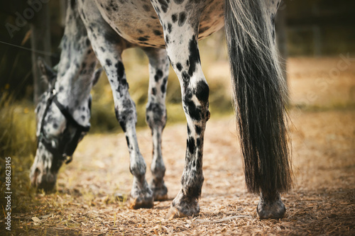 A beautiful dappled gray horse with a long tail grazes in a paddock on a farm and eats grass on a summer day. Agriculture and domestic .
