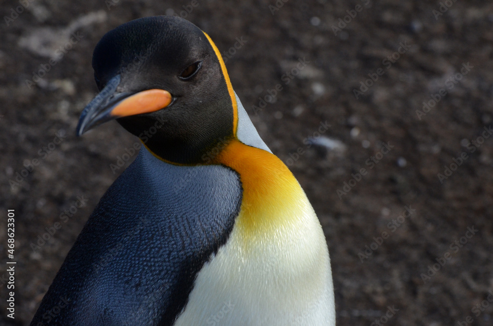 Naklejka premium Muy sensual