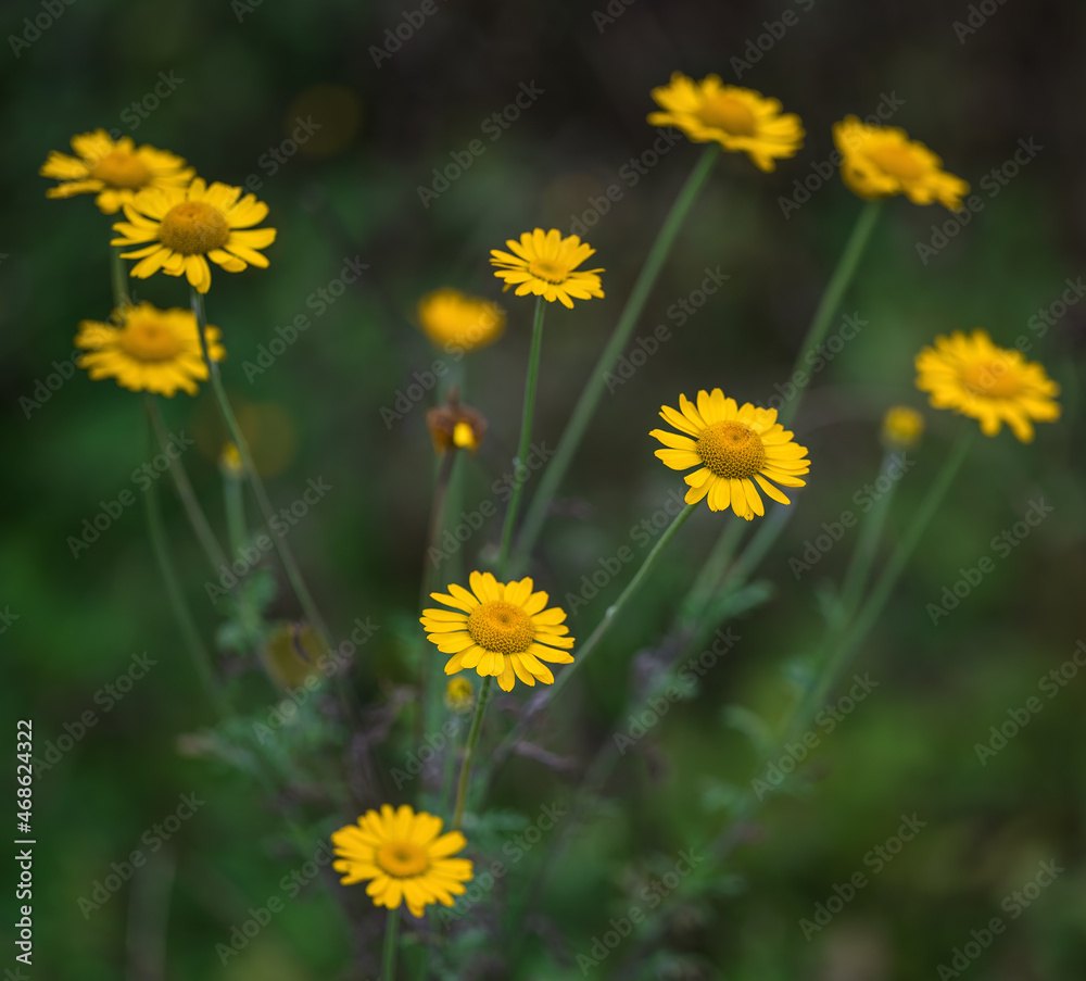 Färberkamille (Anthemis tinctoria), Nahaufnahme Färberkamille (Anthemis tinctoria), Nahaufnahme