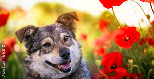 a cute smiling dog sits among the bright red flowers of poppies on a sunny su...