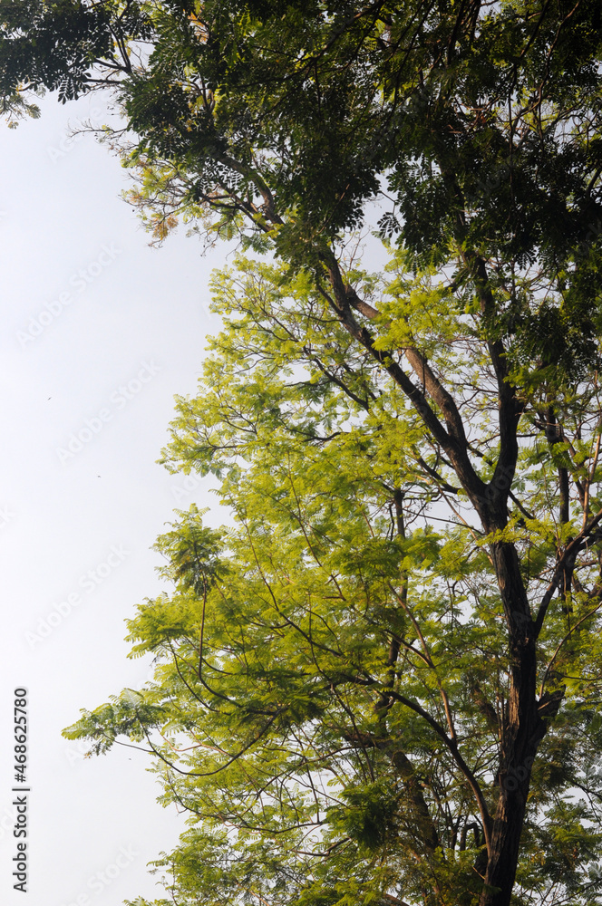 Fototapeta premium tree in the forest
