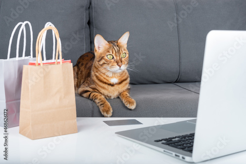 Fototapeta Naklejka Na Ścianę i Meble -  A domestic cat buys gifts for the New Year online.