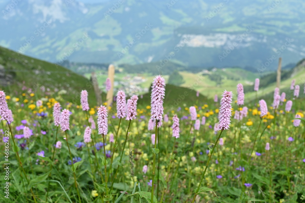 Mountain floral beauty