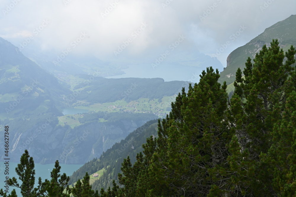 Fototapeta premium Pine-trees on hills