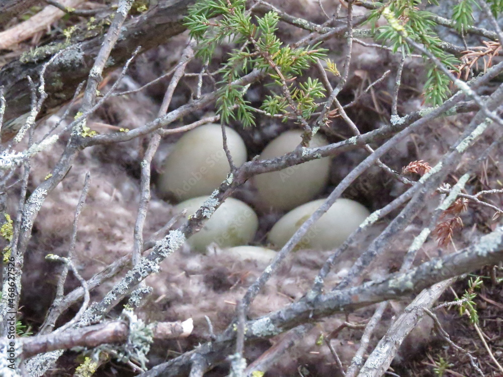 Obraz premium nest, bird, egg