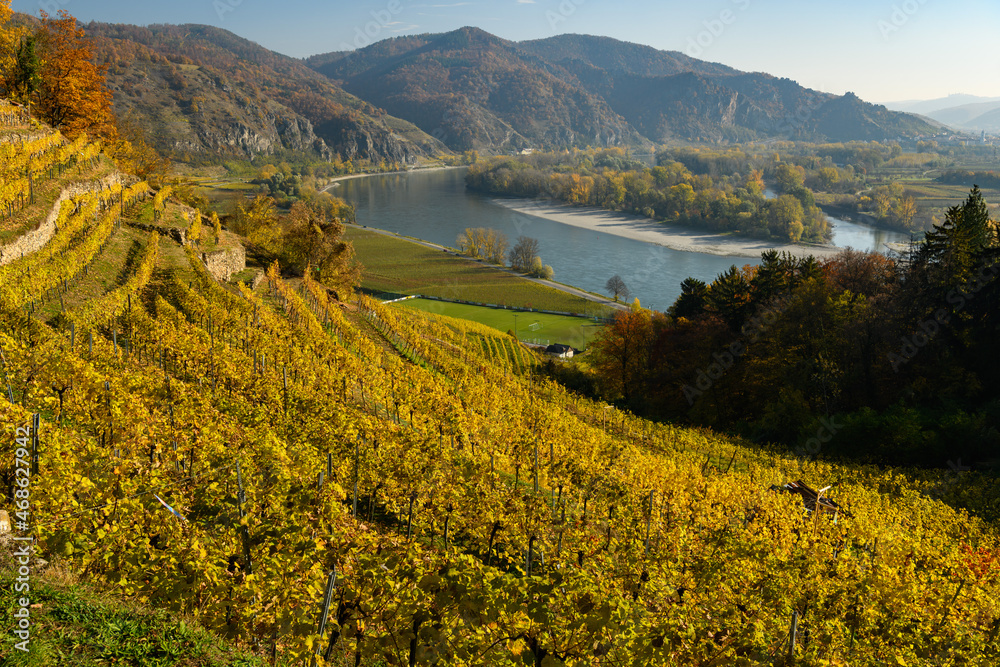 Naklejka premium Vineyards near Weissenkirchen on a sunny day in autumn
