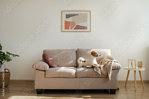 Curious Jack Russell Terrier puppy looking at the camera busking in the sunlight. Adorable doggy with folded ears, alone on the couch at home. Close up, copy space, cozy interior background