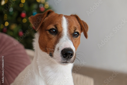 Jack Russell terrier as christmas present for children concept. Four months old adorable doggy on couch by the holiday tree, festive bokeh lights. Festive background, close up, copy space.