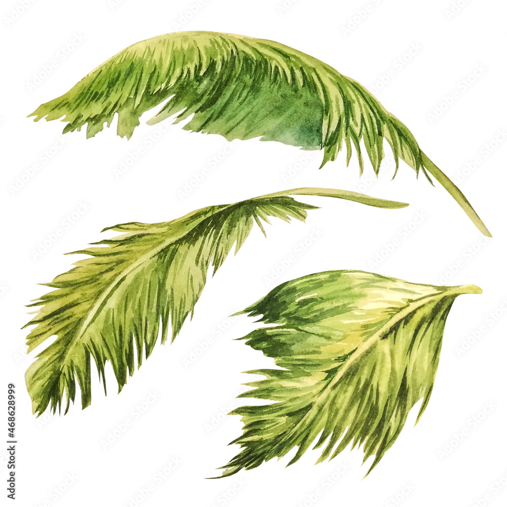 Watercolor palm leaves on isolated white background, jungle clipart Watercolor palm leaves on isolated white background, jungle clipart