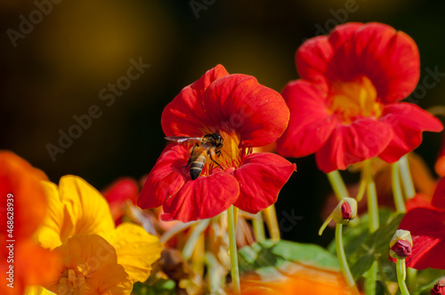 Honey bee collecting nectar from red flowers