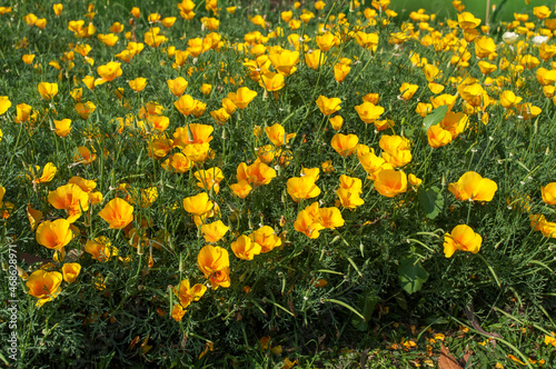 Yellow flowers blooming in green plants