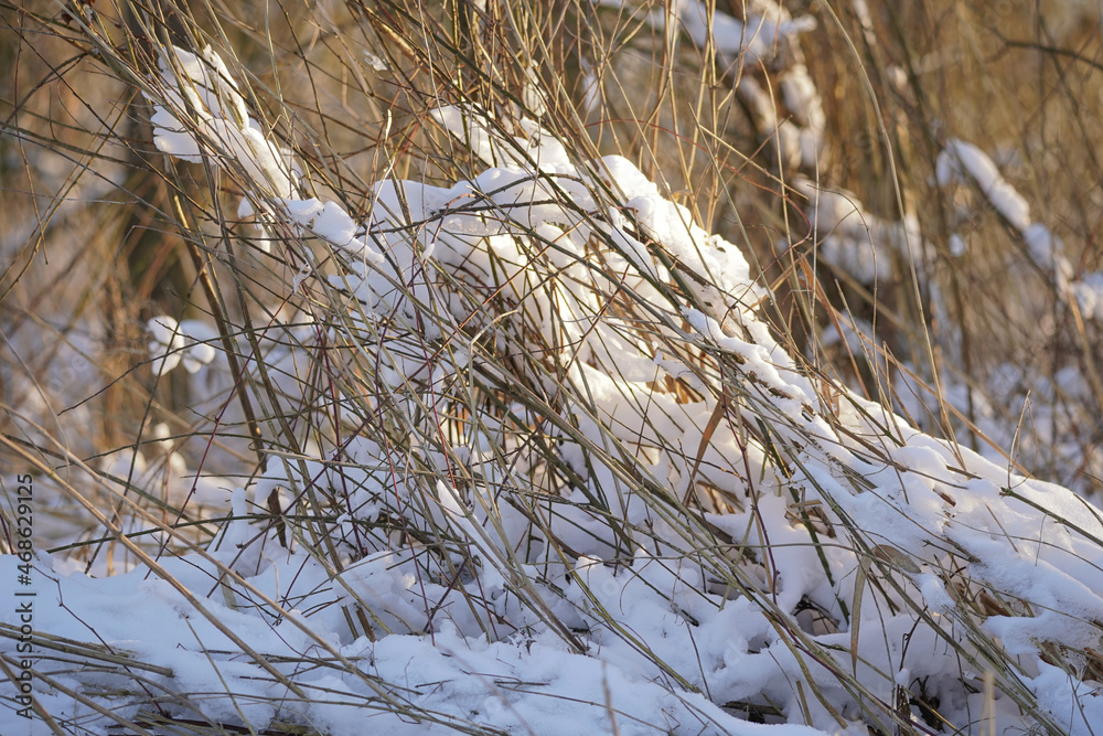 Fototapeta premium Snowy plants in a swamp