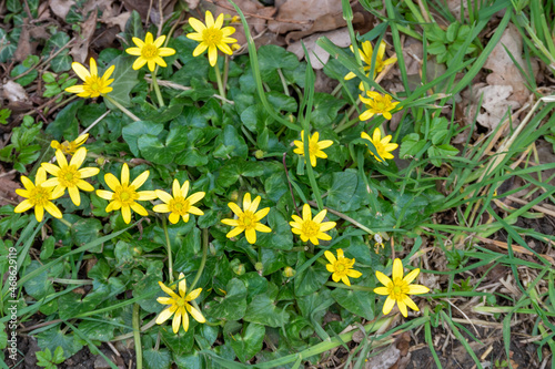 Yellow lesser celandine flowers in winter
