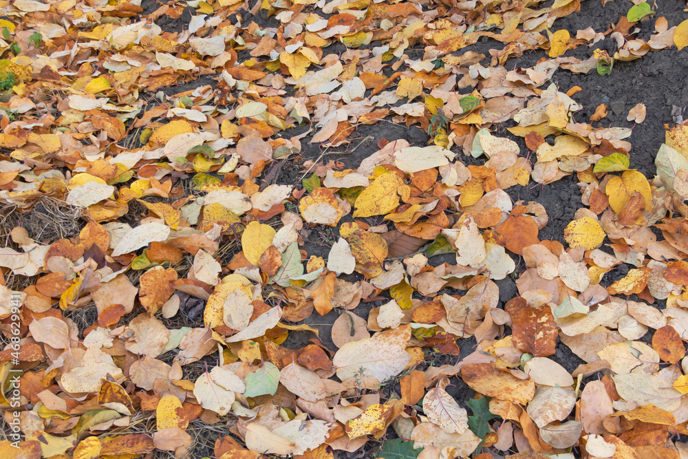 Yellow quince tree leaves fallen down in autumn Yellow quince tree leaves fallen down in autumn