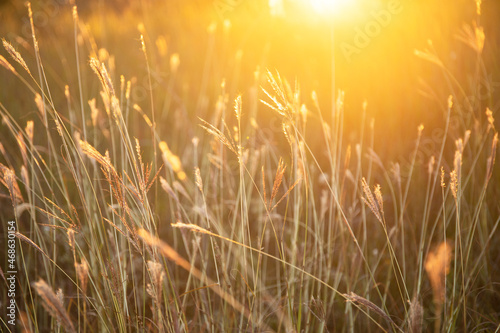 Natural moody sunset with sunligts through grass in the meadow