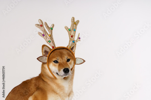 New year and christmas concept of deer with dog in bandage of antlers performed by a ginger dog with graceful horns on his head on a white background looks towards the banner with copy space