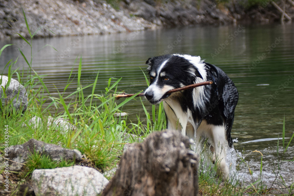 Border collie is going out of water in australia nature. He is wet and funny looking.