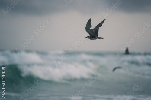 Seabirds hunting on the shoreline