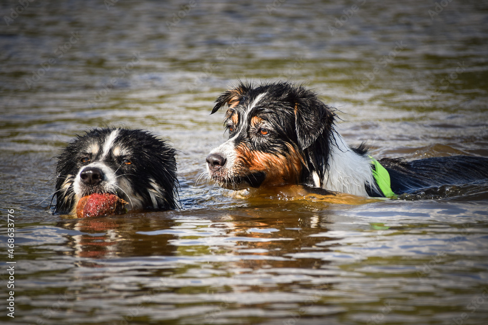 Border collie is swimming in lake with stick in mouth. He loves water.